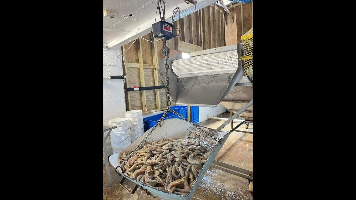 SC shrimpers welcome new tariffs on Southeast Asia countries | Hilton